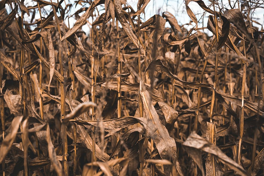 dried crop, selective focus photography of withered corn field HD wallpaper