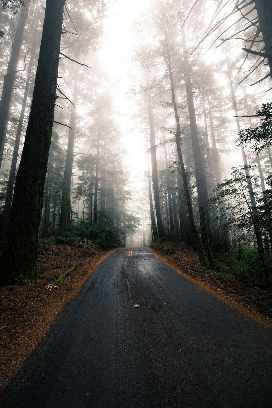 gray asphalt between green trees, black road near trees, lane HD wallpaper