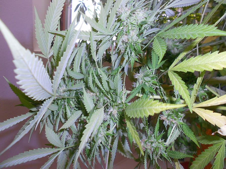 marijuana leaves, Weed, Plant, green color, leaf, close-up HD wallpaper