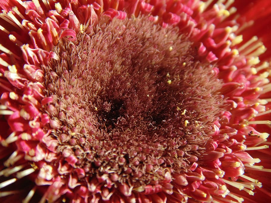 gerbera, flower, stamens, pollen, bloom, plant, red, pink color HD wallpaper