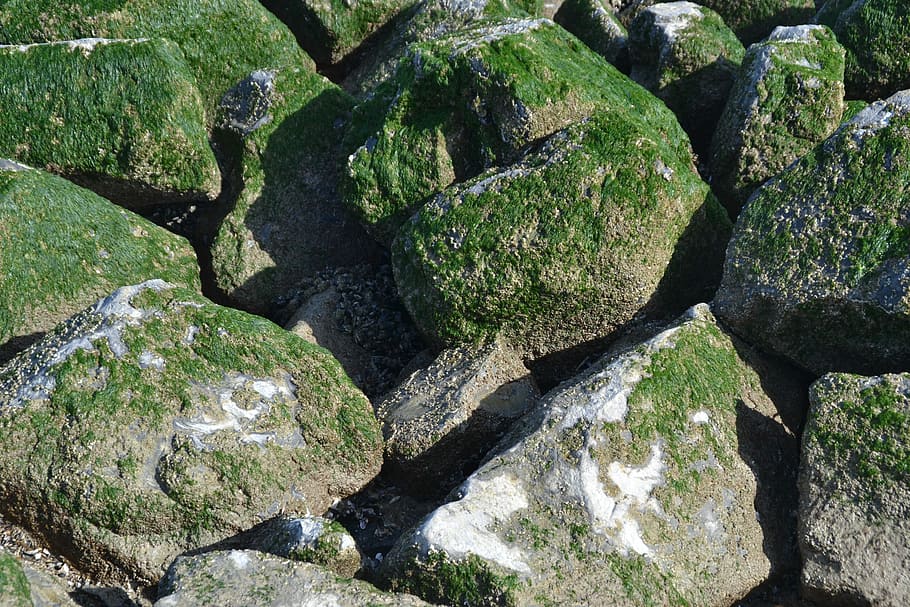 Breakwater, Texture, Alga, Sea, pierre, no people, day, outdoors HD wallpaper