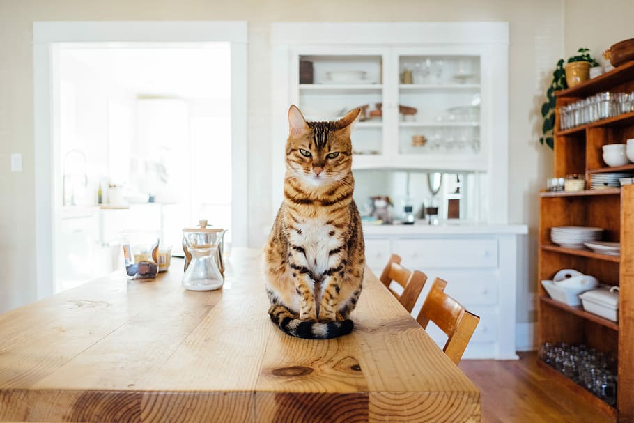 orange and white tabby cat sitting on brown wooden table in kitchen room, orange and black tabby cat on brown wooden table HD wallpaper