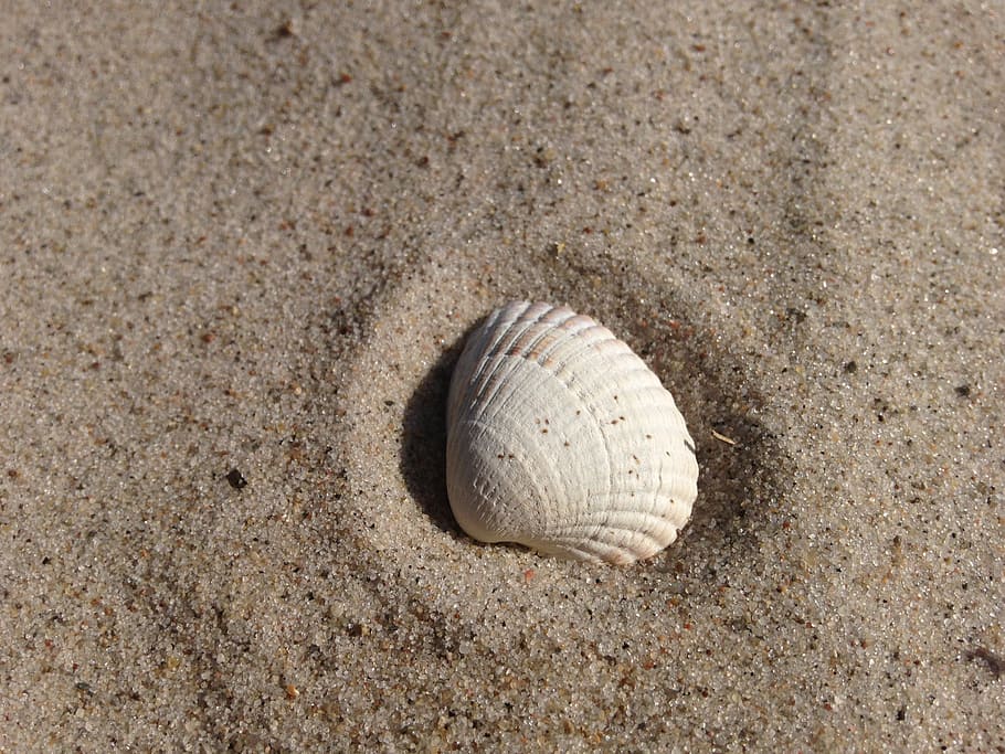 white clam shell, sand, beach, seashell, sand beach, nature HD wallpaper