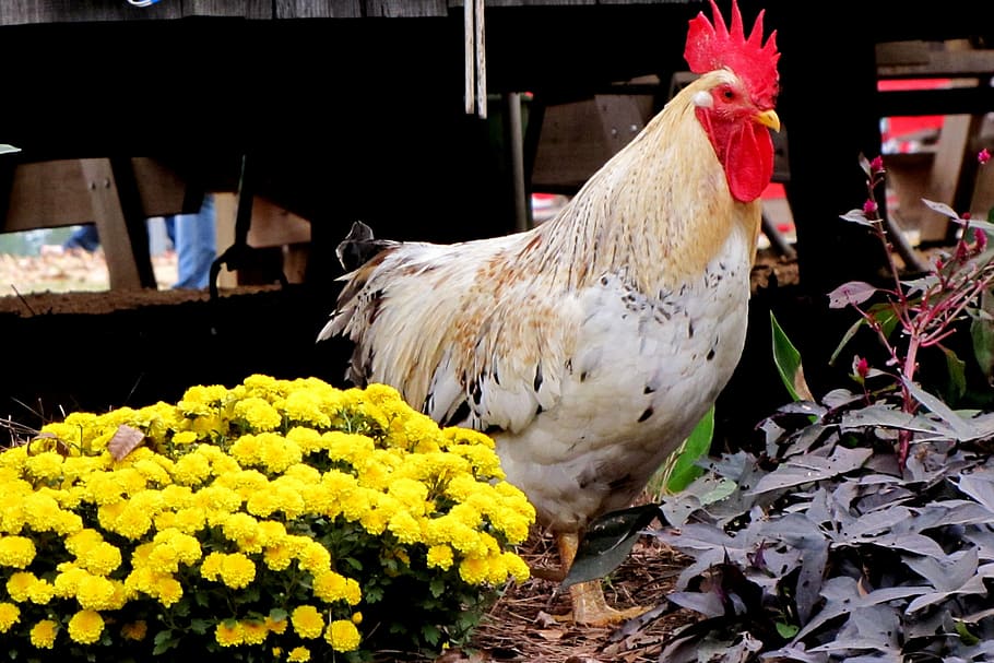 white and brown rooster near plants, poultry, bird, wings, feather HD wallpaper