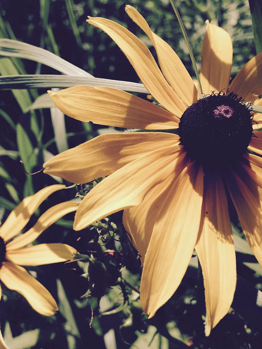 brown eyed susan, yellow flower, floral, summer, blooming, black-eyed-susan