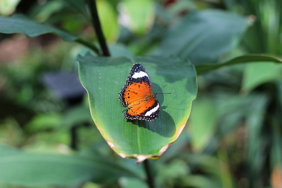 butterfly, zoo, insect, nature, butterfly - Insect, animal HD wallpaper