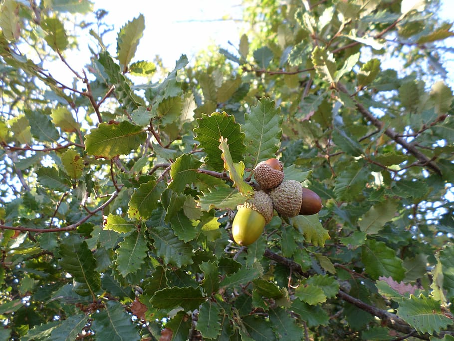 acorns, tree, field, growth, plant, food, leaf, plant part HD wallpaper