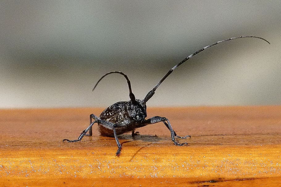 Bug, Insect, Proboscis, Beetle, Close, creature, fauna, nature HD wallpaper