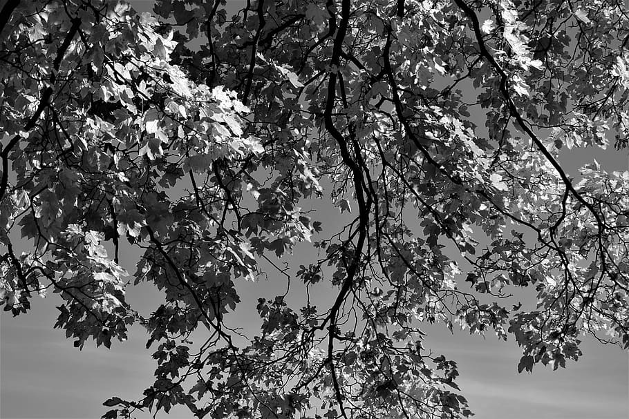 leaves, branches, tree, aesthetic, nature, maple, plant, growth HD wallpaper