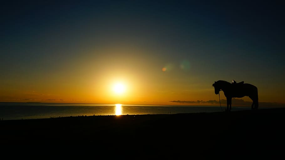 silhouette photography of horse, Sunrise, Horse, River, sunset HD wallpaper