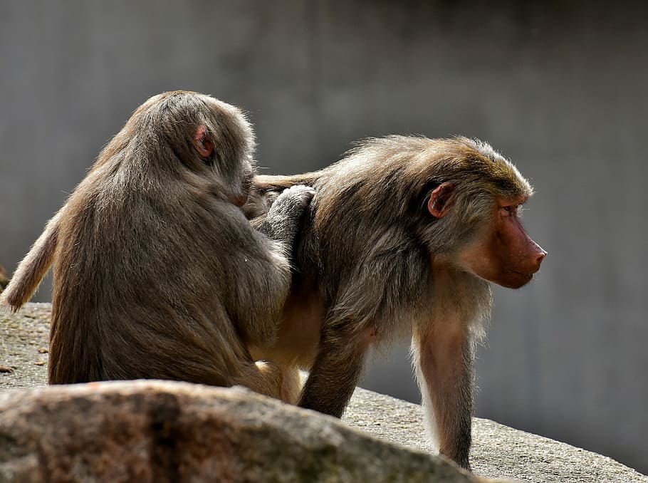 two monkeys, coat baboons, ape, primates, animals, zoo, zoo animal HD wallpaper
