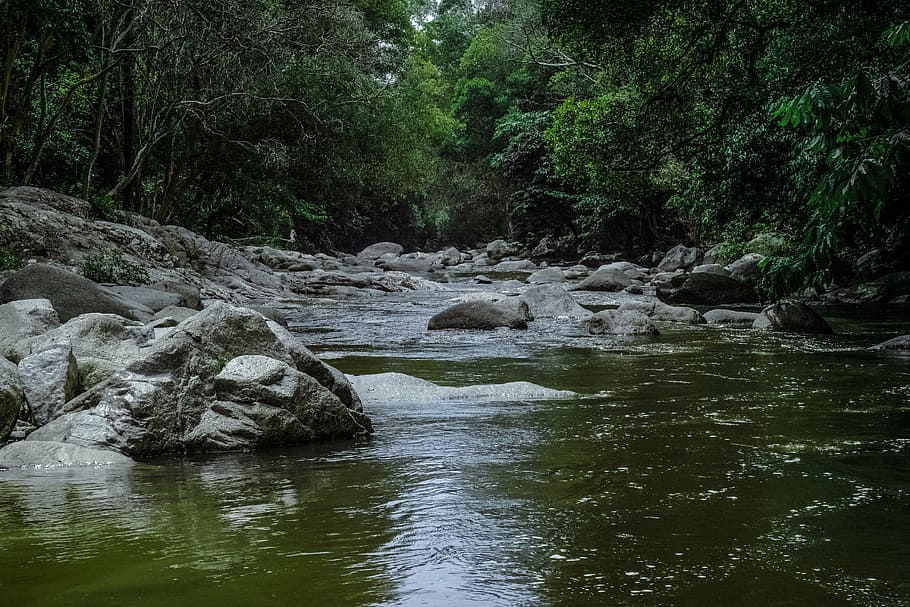 water stream surrounded with trees, empty, running, river, nature HD wallpaper