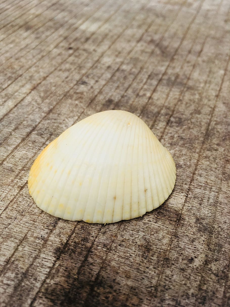 shell, table, nature, wood, desktop, food, wooden, summer, wood - material HD wallpaper