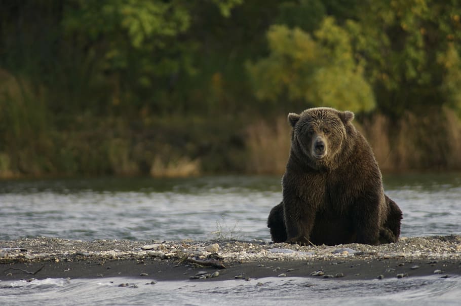 black bear on sand, sitting, wildlife, nature, brooks river, katmai national park and preserve, HD wallpaper