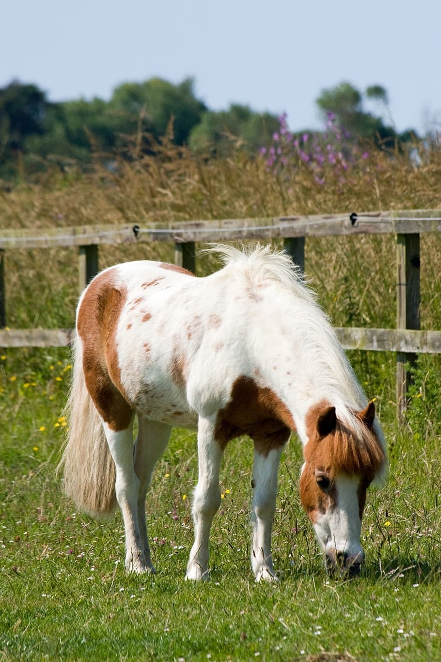 photo of brown and white horse on green grass during daytime
