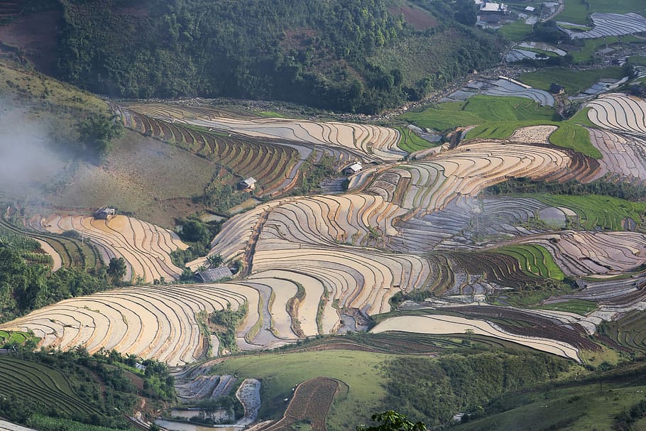high-angle green rice terraces at daytime, blind stretch comb