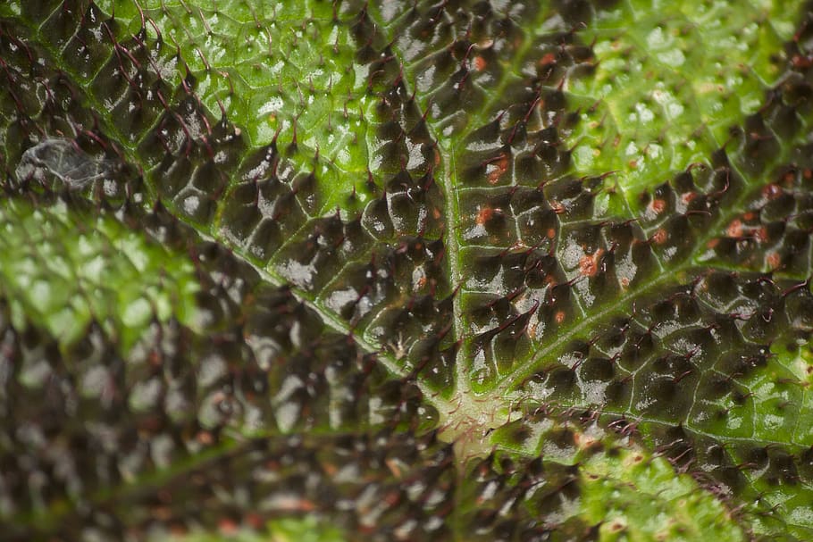 spikes, leaf, nature, plants, green color, growth, close-up HD wallpaper