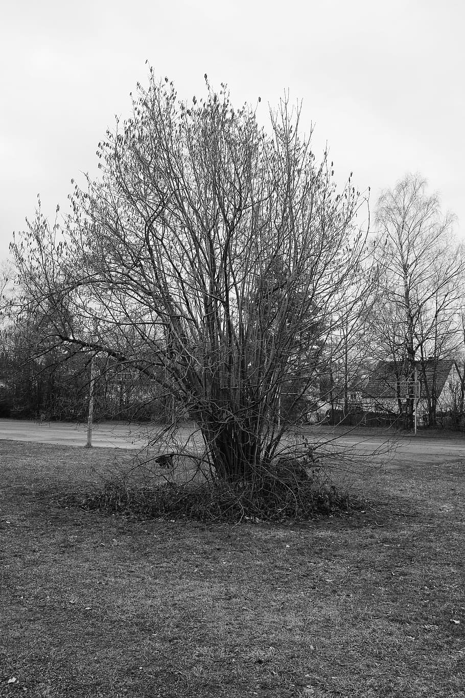 landscape, black white, tree, black And White, nature, plant HD wallpaper