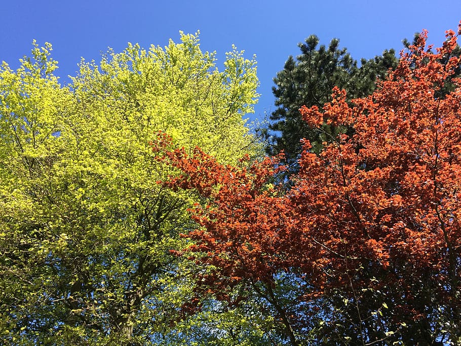 beech, colours, season, spring, foliage, colorful, leaves, leaf HD wallpaper