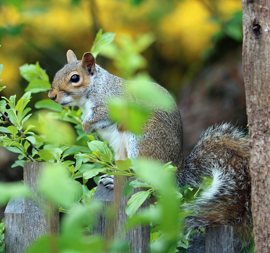 closeup photo of brown squirrel on brown wooden surface, grey HD wallpaper