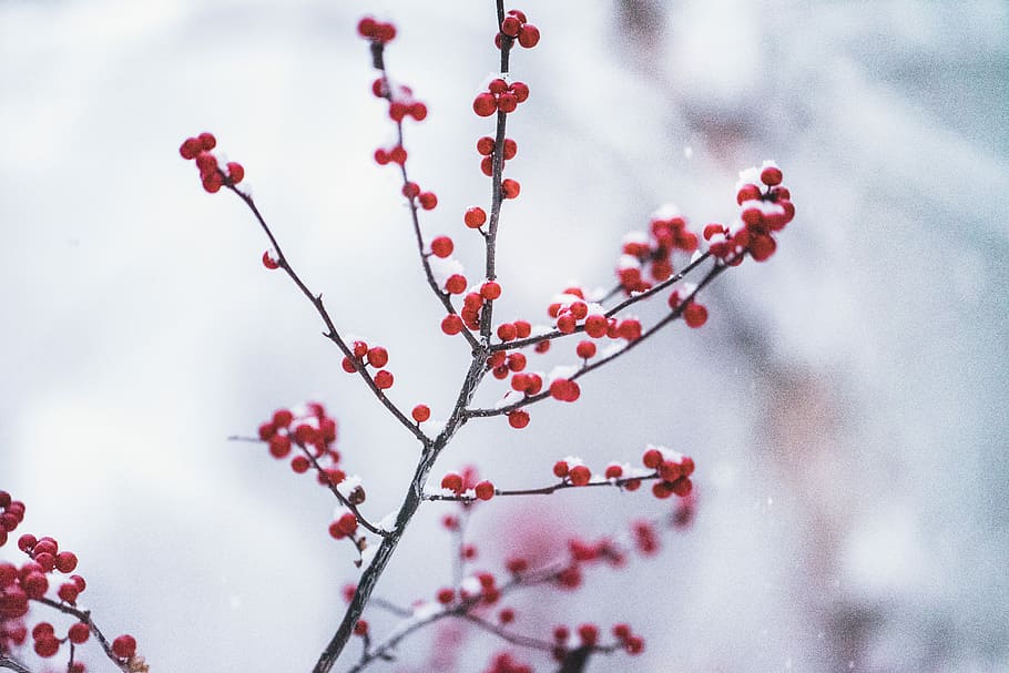red fruit in selective focus photography, selective focus photography of red tree HD wallpaper
