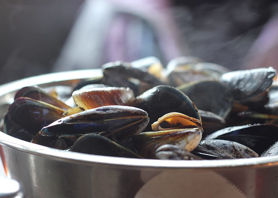 mussels on bowl, food, eat, shellfish, dinner, fresh, seafood HD wallpaper