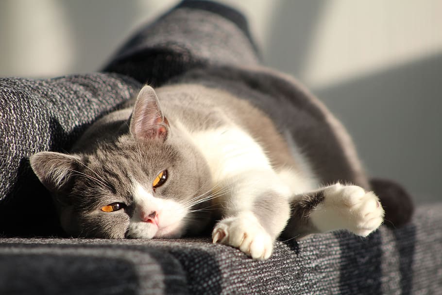 Cat, Mieze, domestic cat, animal themes, domestic animals, pets HD wallpaper