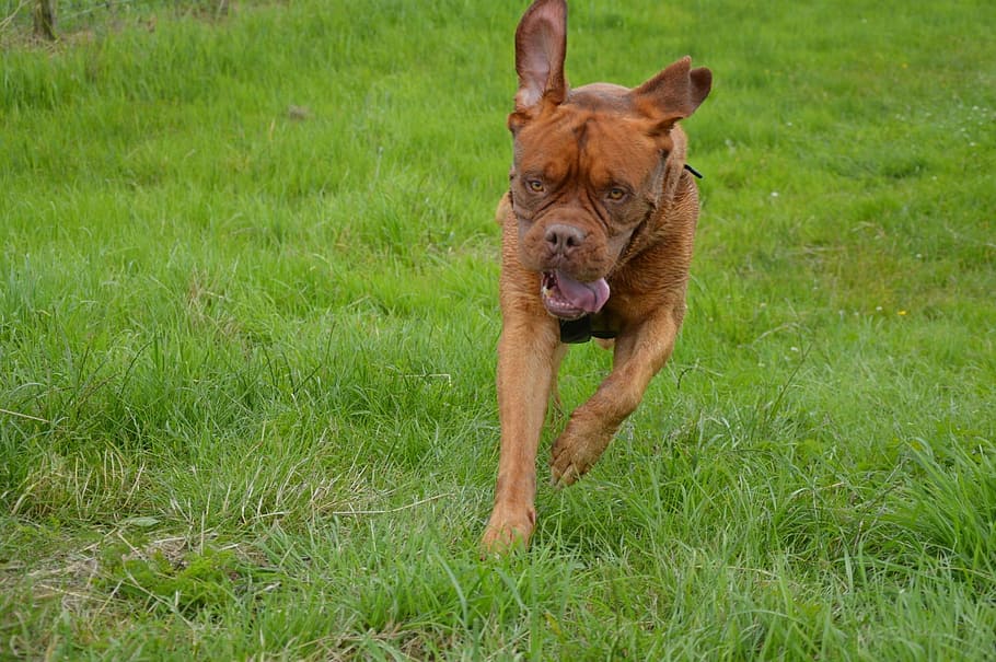 Harley, Action, Pet, Dog, playing, bordeaux, series, outside HD wallpaper