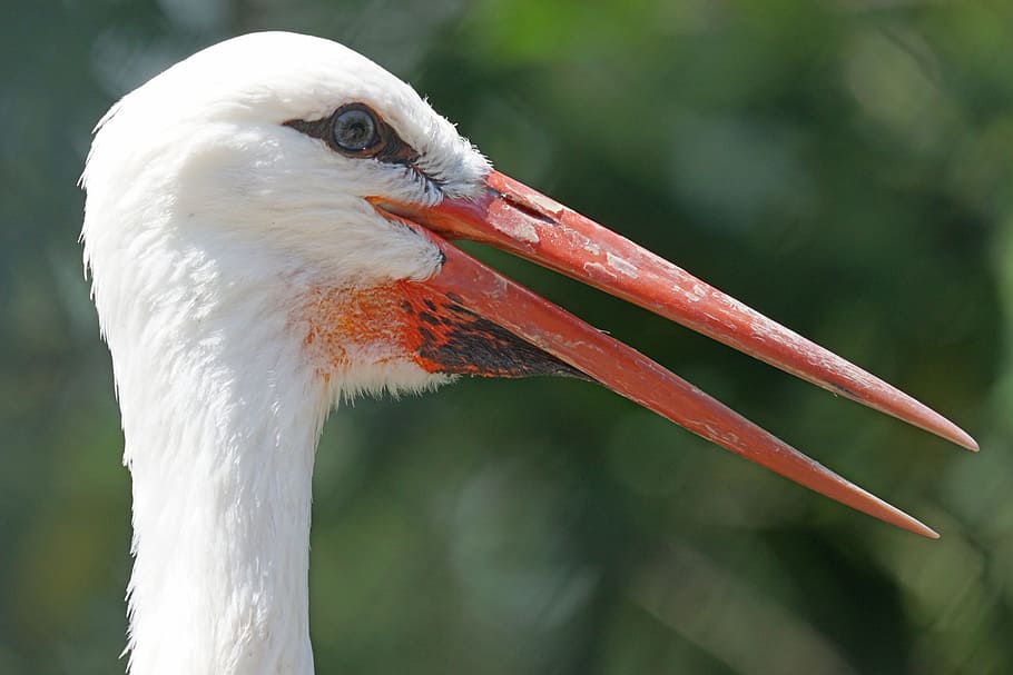 Stork, Bill, White, Storks, white storks, bird, wildlife, animal HD wallpaper