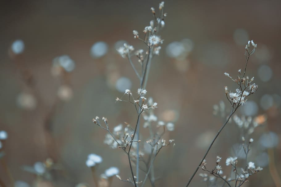 light, dawn, flowers, summer, blur, defocused, delicate, dew HD wallpaper