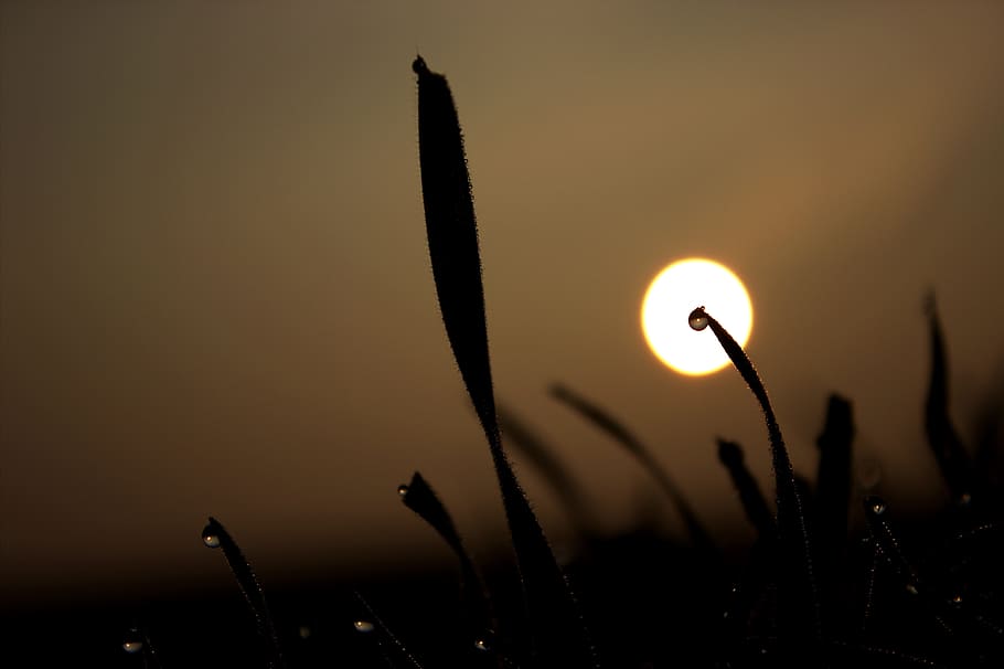 Grass, Sun, Meadow, nature, sunset, summer, plant, back Lit HD wallpaper