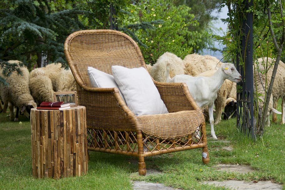 sheep, goat, wool, farm, chair, armchair, furniture, village HD wallpaper