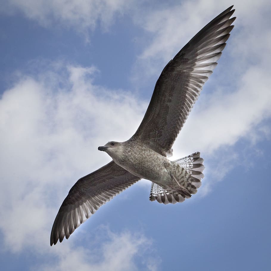 bird, flying, seagull, spread wings, animal wildlife, animals in the wild HD wallpaper