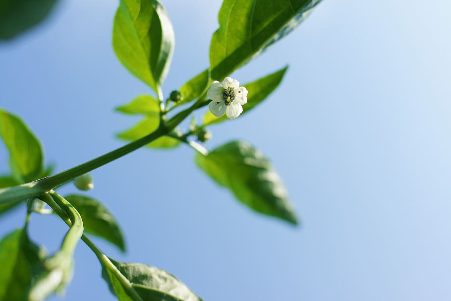 Flowers, Pepper, Nature, Spring, vegetables, hot pepper flower HD wallpaper