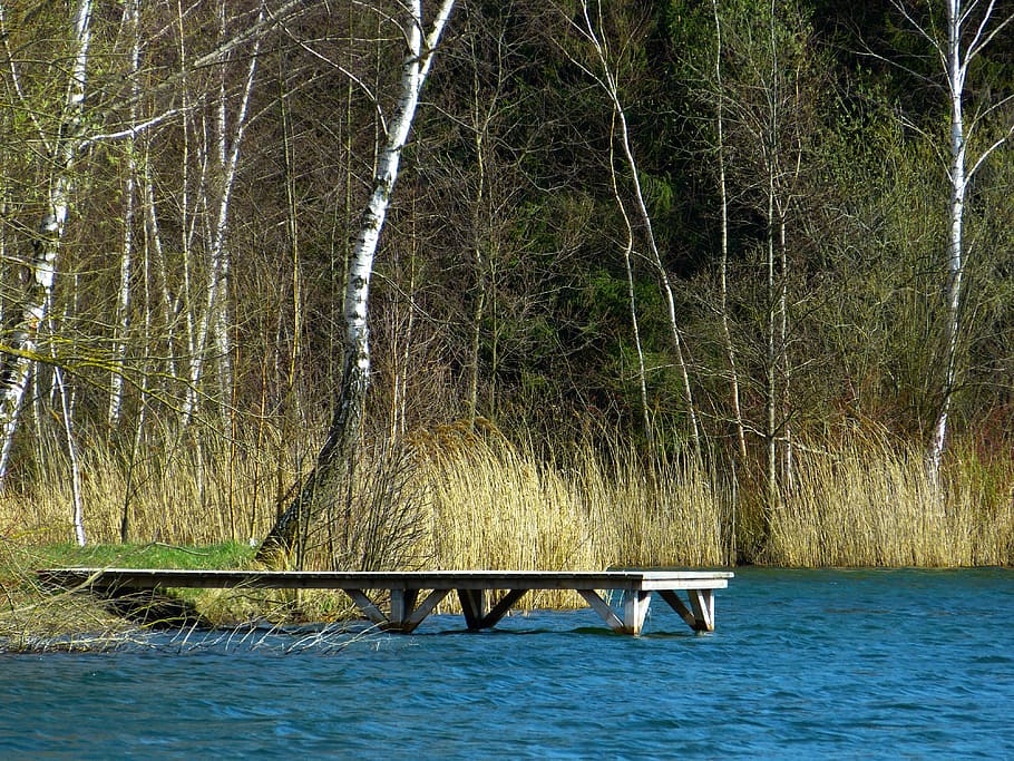 water, lake, web, waters, blue, silent, bank, jetty, tree, plant HD wallpaper