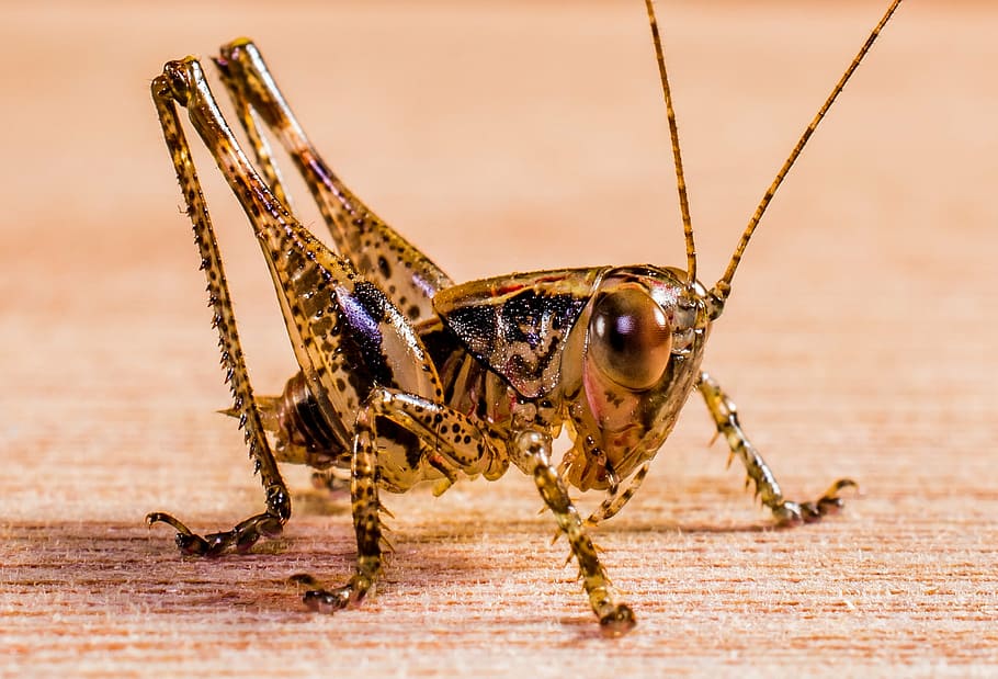 brown and black grasshopper, viridissima, insect, close, animal themes HD wallpaper