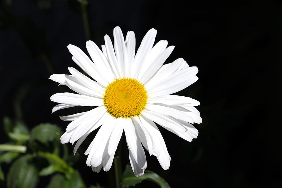 Flower, White, Daisy, Dark, Petalas, yellow, white color, flower head HD wallpaper