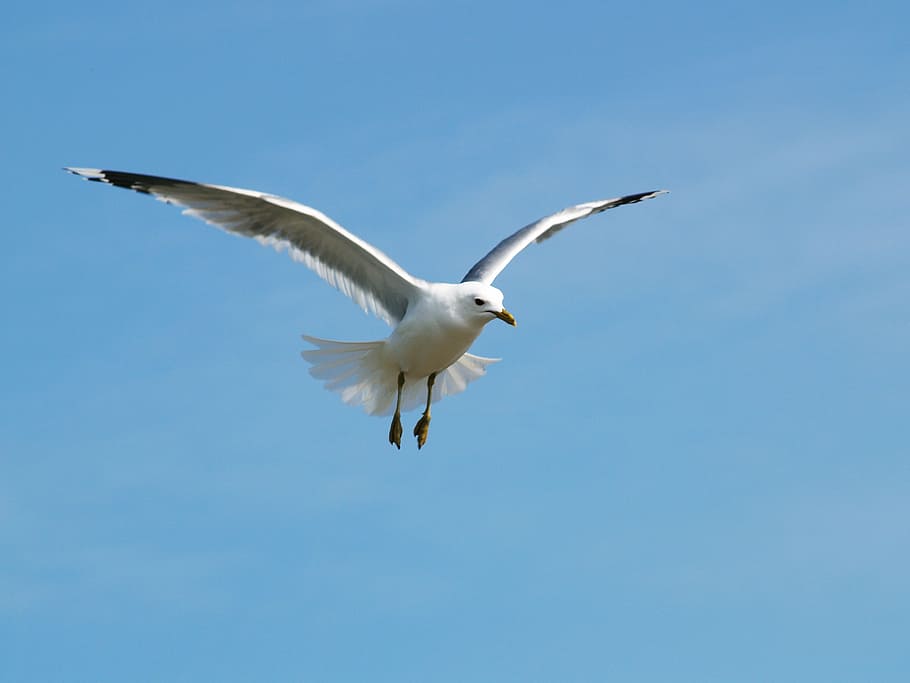 seagull, himmel, tern, bird, flying, nature, animal, wildlife HD wallpaper