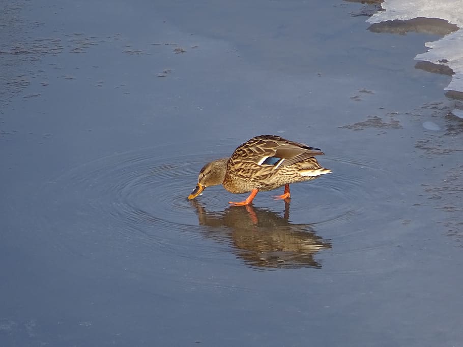 Duck, Drinks, Ice, nature, water, animal, lake, wildlife, pond HD wallpaper