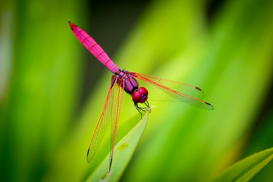 pink dragonfly perching on green leaf, pink dragonfly on green leafed plant HD wallpaper