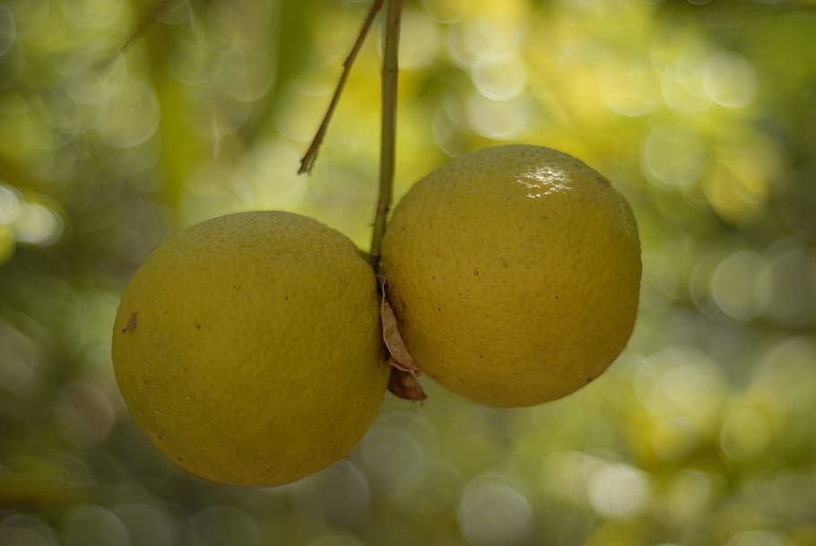 orange, tree, fruit, citrus, healthy eating, food, food and drink HD wallpaper