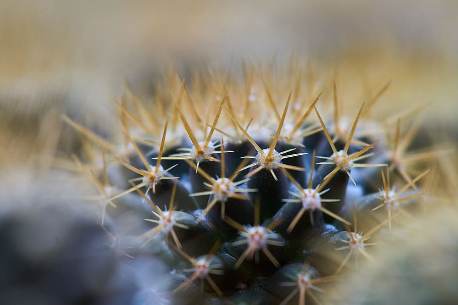 Cactus, Dea, Macro, Flower, Nature, plant, close, flower picture HD wallpaper