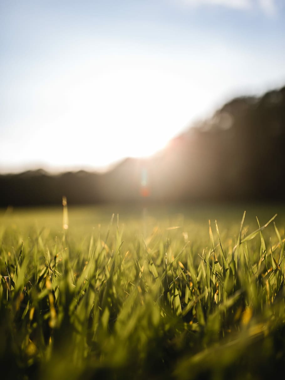 shallow focus photography of green plants, green grass field under blue sky HD wallpaper
