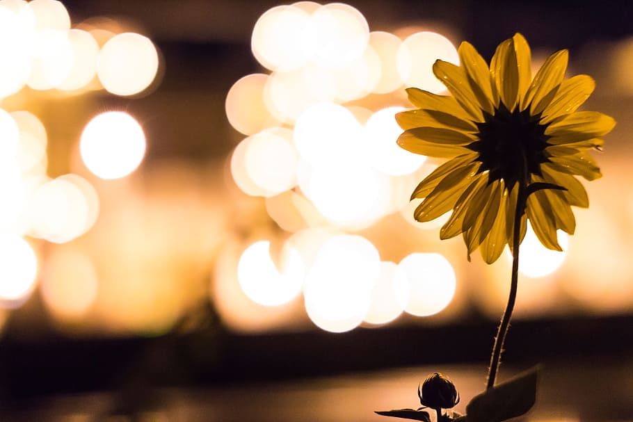 sunflower with bokeh background, lights, blurry, decor, flowering plant HD wallpaper