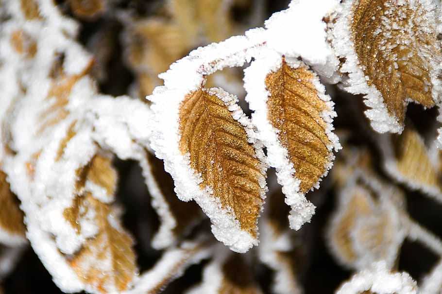 Winter, Jelly, Leaf, Cold, Ice, Frost, frozen leaves, plant HD wallpaper