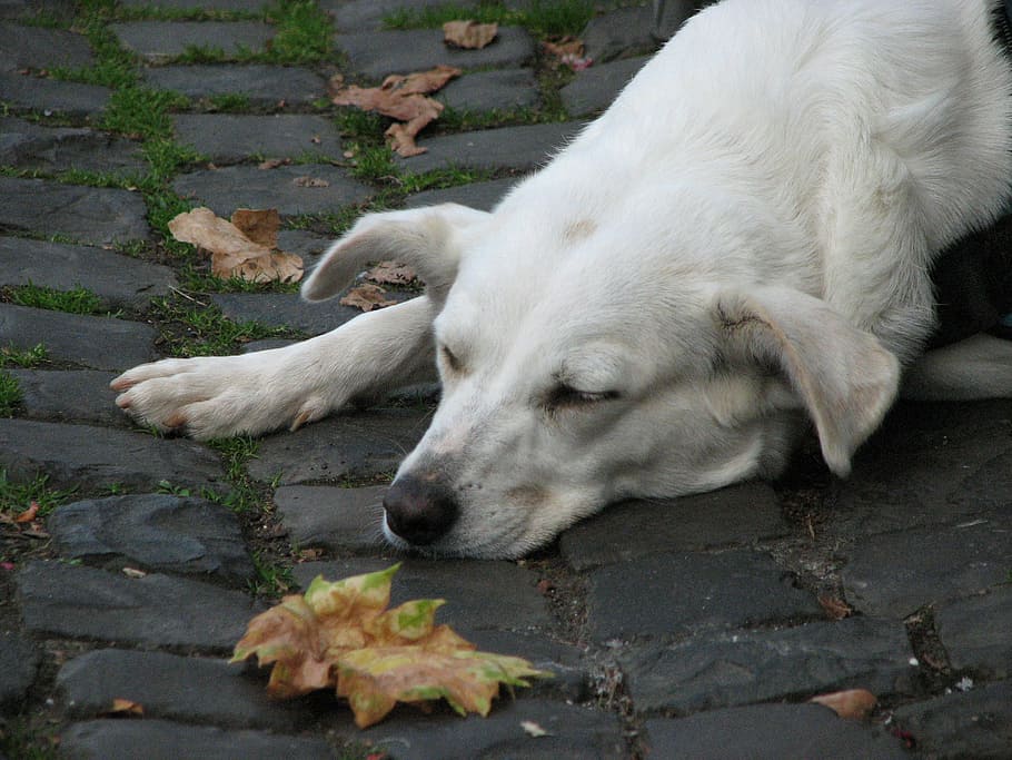 dog, rest, cobblestones, leaf, sleep, tired, relax, relaxation HD wallpaper
