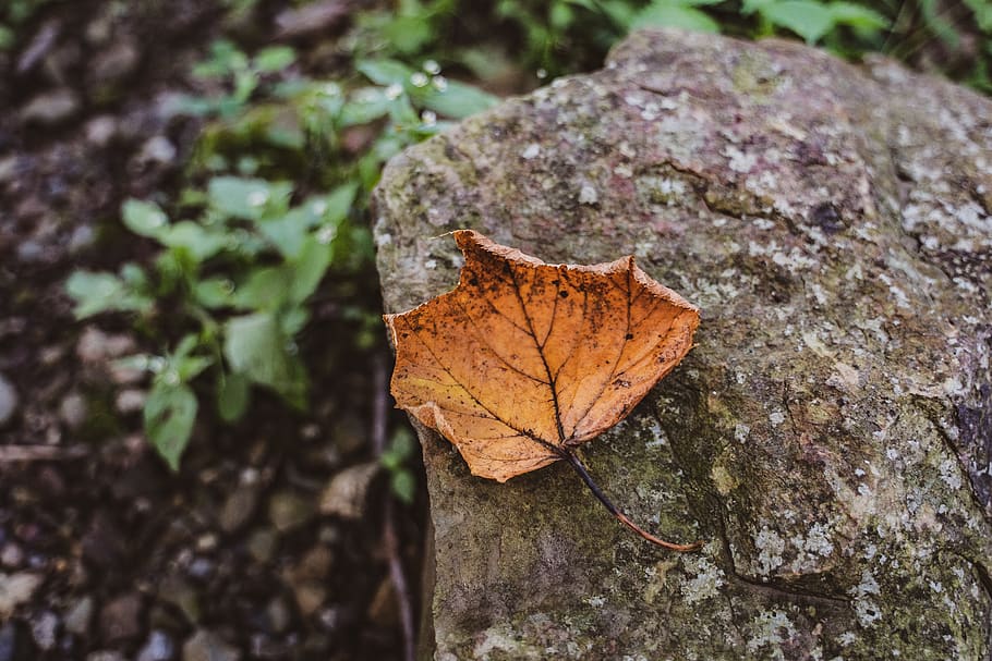 leaf, tree, park, plant part, nature, day, close-up, no people HD wallpaper