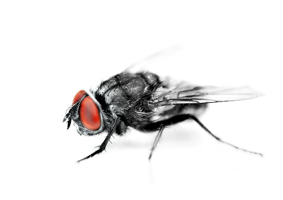 fly, bug, insect, invertebrate, animal themes, animal wildlife HD wallpaper