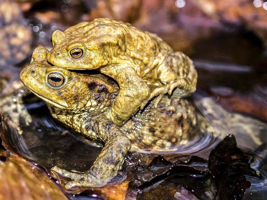 Common Toad, Amphibians, Nature, animal, one animal, animal wildlife HD wallpaper