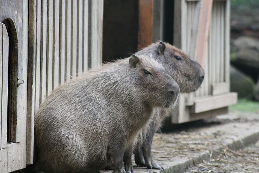 capybara, south america, zoo, animals, animal themes, mammal, HD wallpaper